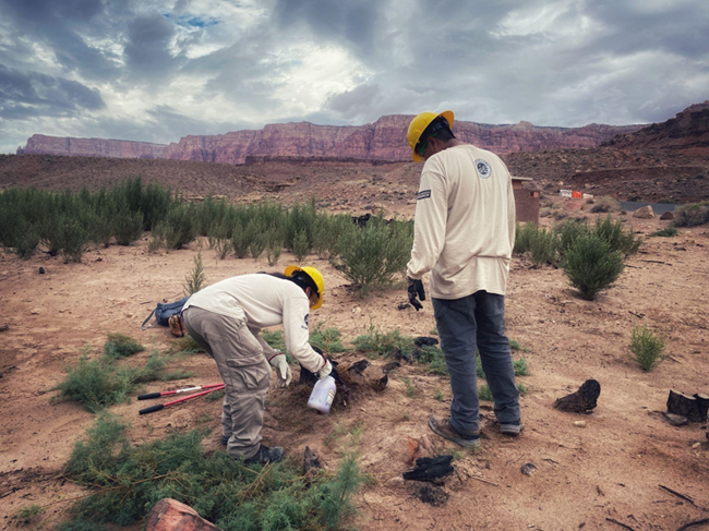 Two men in yellow hardhats standing in a dirt field spraying invasive plants.