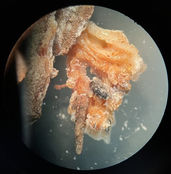 A dead southern pine beetle stuck in pitch tube residue under a microscope.