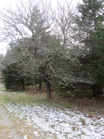 Apple tree along a roadway in winter