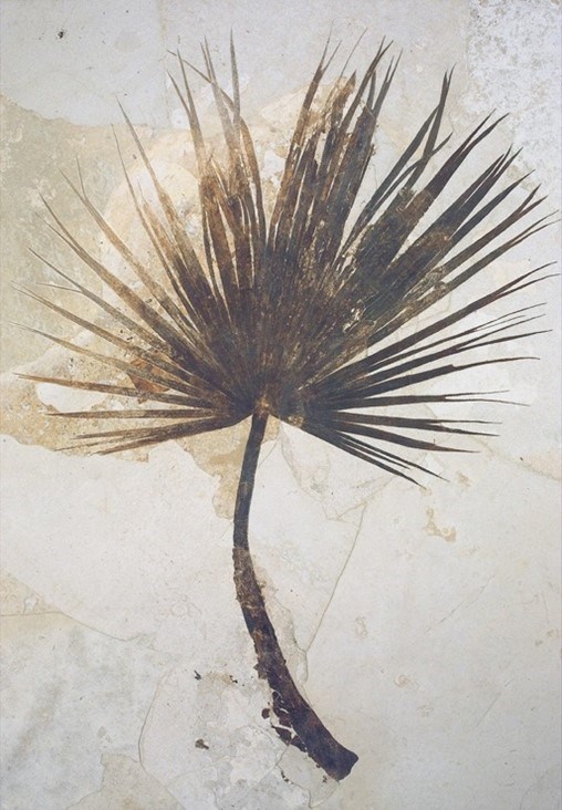 Photo of a fossil palm frond.