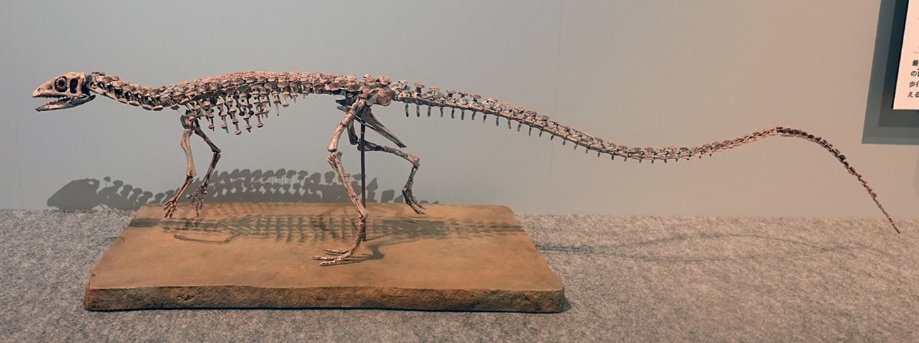 Photo of a small dinosaur skeleton mounted for display.