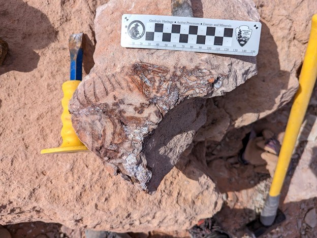 Photo of a fossil in a quarry with tools and a ruler for scale.