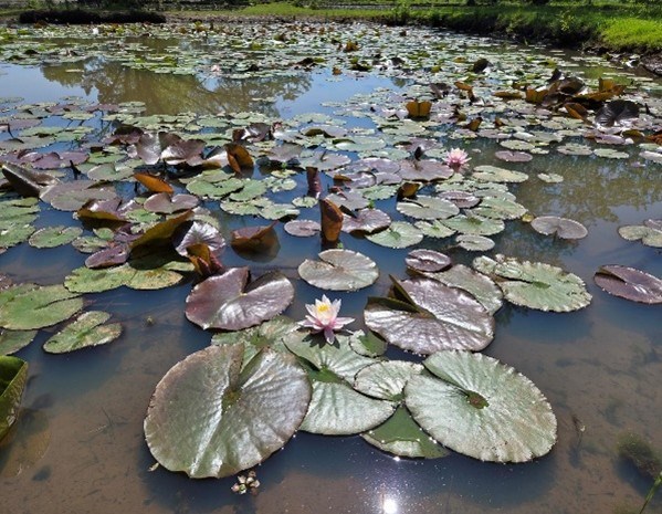Image of floating lillipads at the NPS Kenilworth Park and Aquatic Gardens site.
