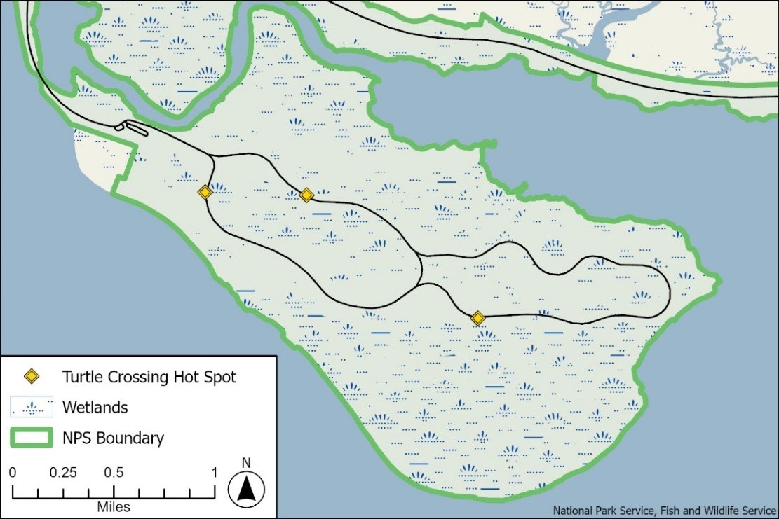 A map depicts a wetland area with loop roads through it and three locations marked "Turtle crossing hot spot."