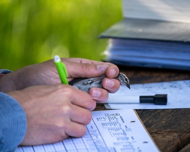 A gray and brown bird is held in one hand while a measurements are taken with a pencil in the other hand.