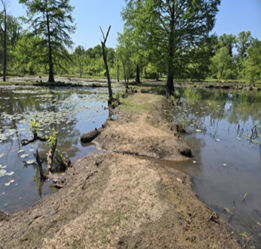 Image of marshwater, trees, and a dirt path at the NPS Kenilworth Park and Aquatic Gardens site.