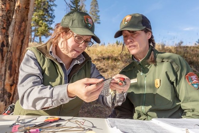 Two rangers examine the wings of a black and red bird