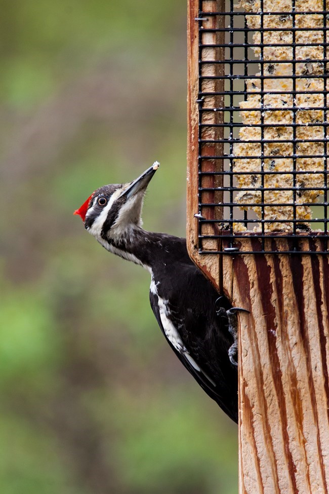 Woodpecker on a bird feeder