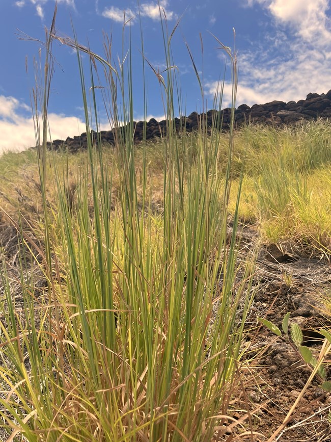 Tall pili grass