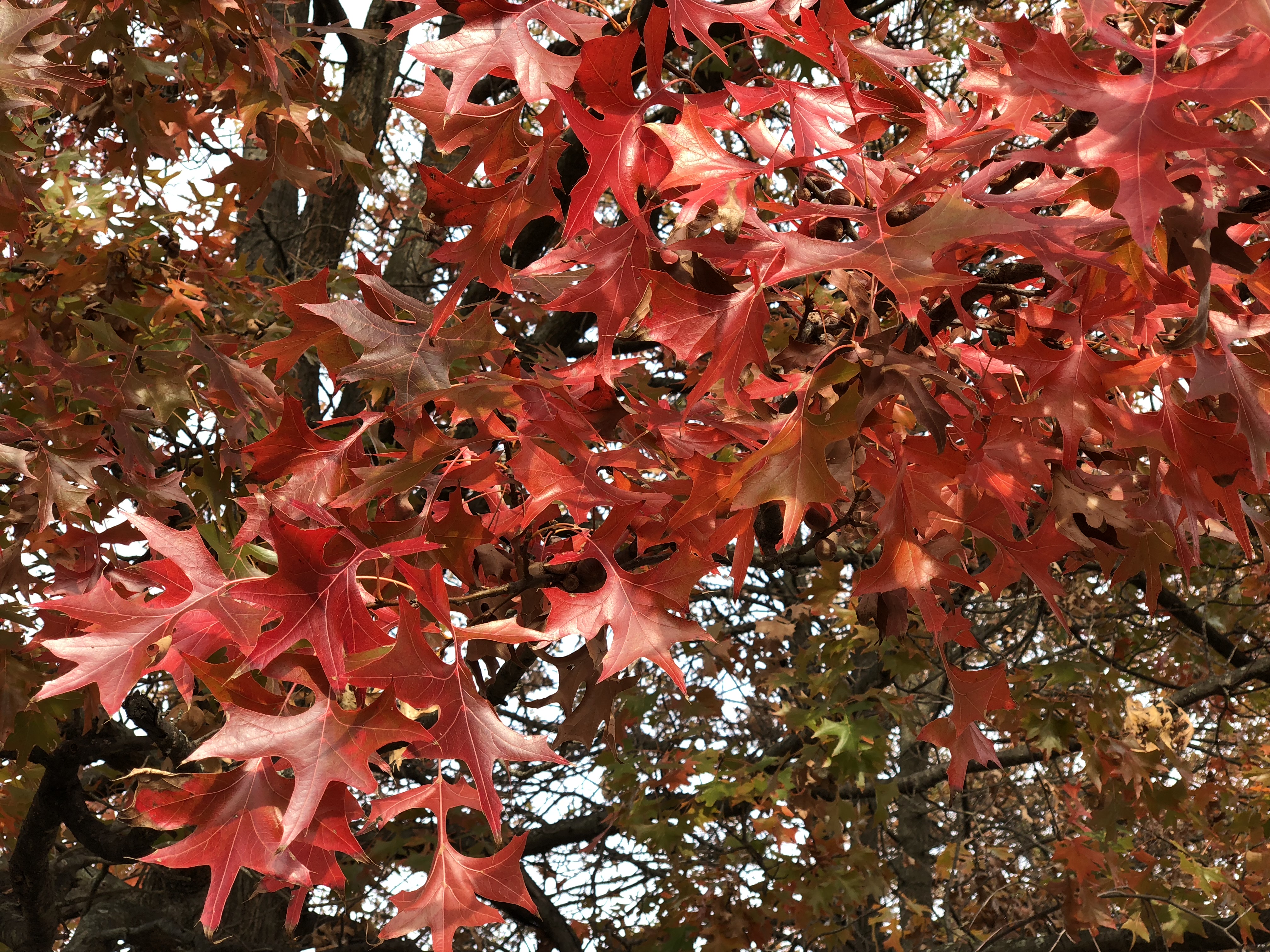 bright red lobed pointy leaves on a tree.