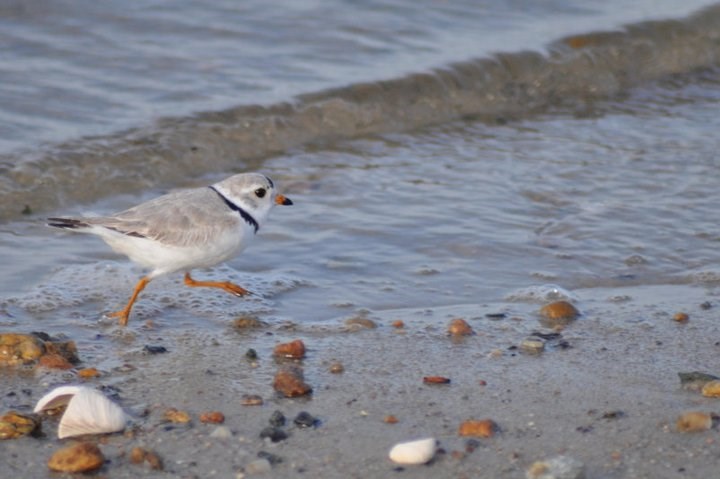 Piping Plover at on beach with sand and pebbles