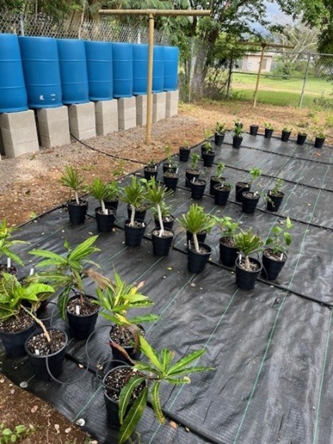 Young plants in pots lined up on tarp, connected by watering system and rain barrels.