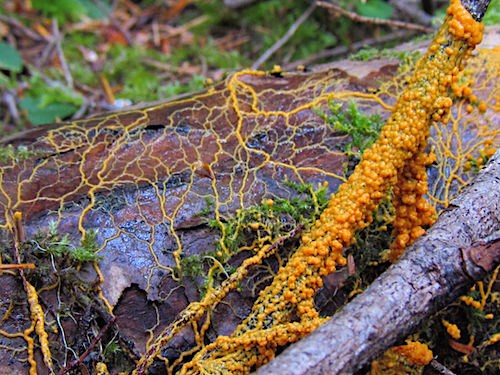 Orange, slimy nodules drape over a branch on the ground. Tendrils of orange slime form a branching network over a rotting log next to the branch.