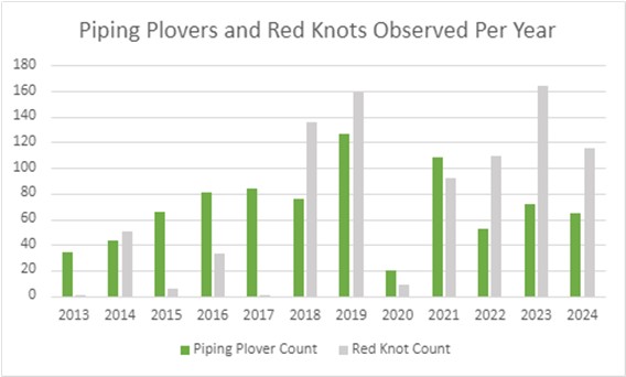 The number of piping plover and red knots observed each year during International Shorebird Surveys on Assateague Island (MD), from 2013-2024.