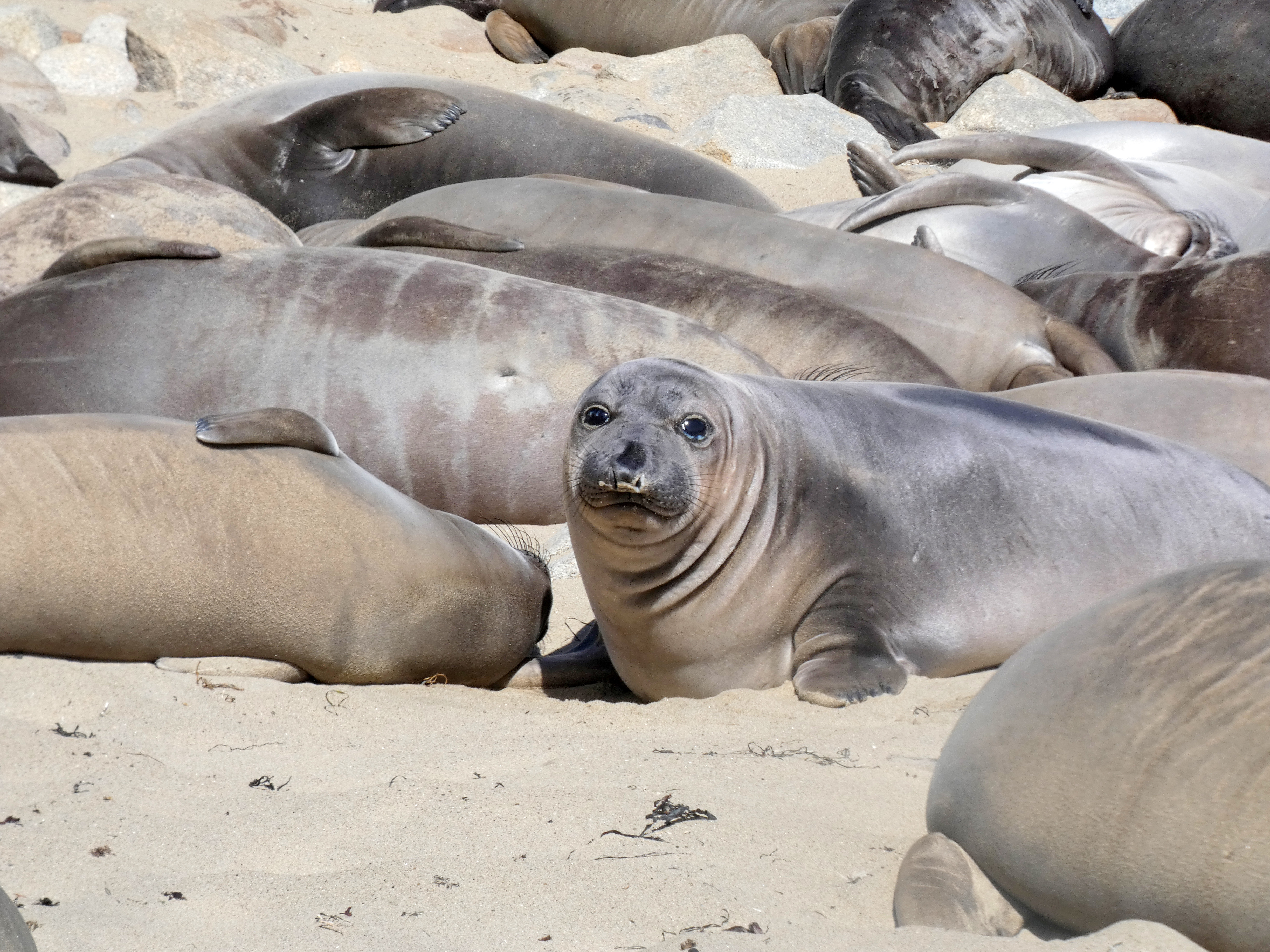 A silvery weaned pup looks at the camera surrounded by a group of sleeping weaned pups.