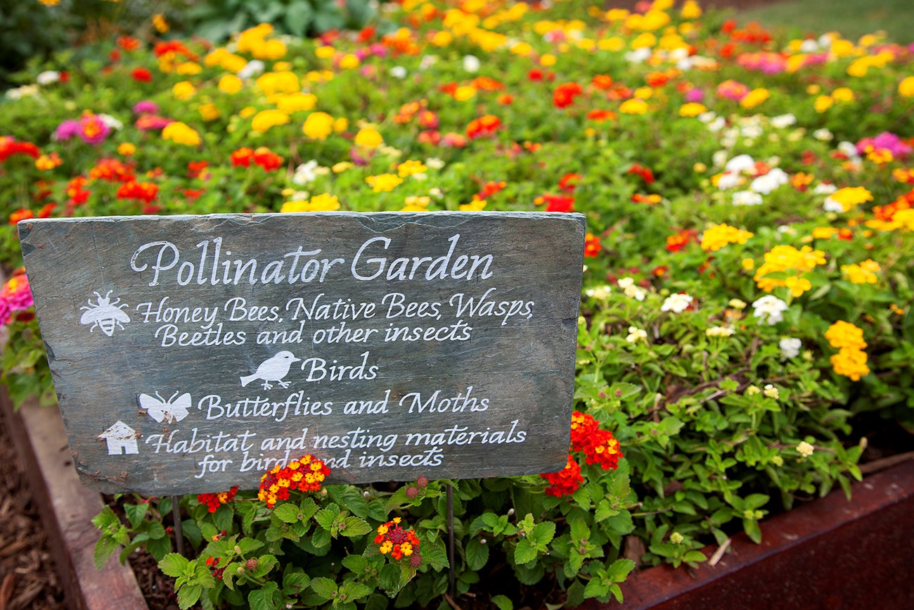 A sign proclaims "pollinator garden" in front a colorful display of flowers.