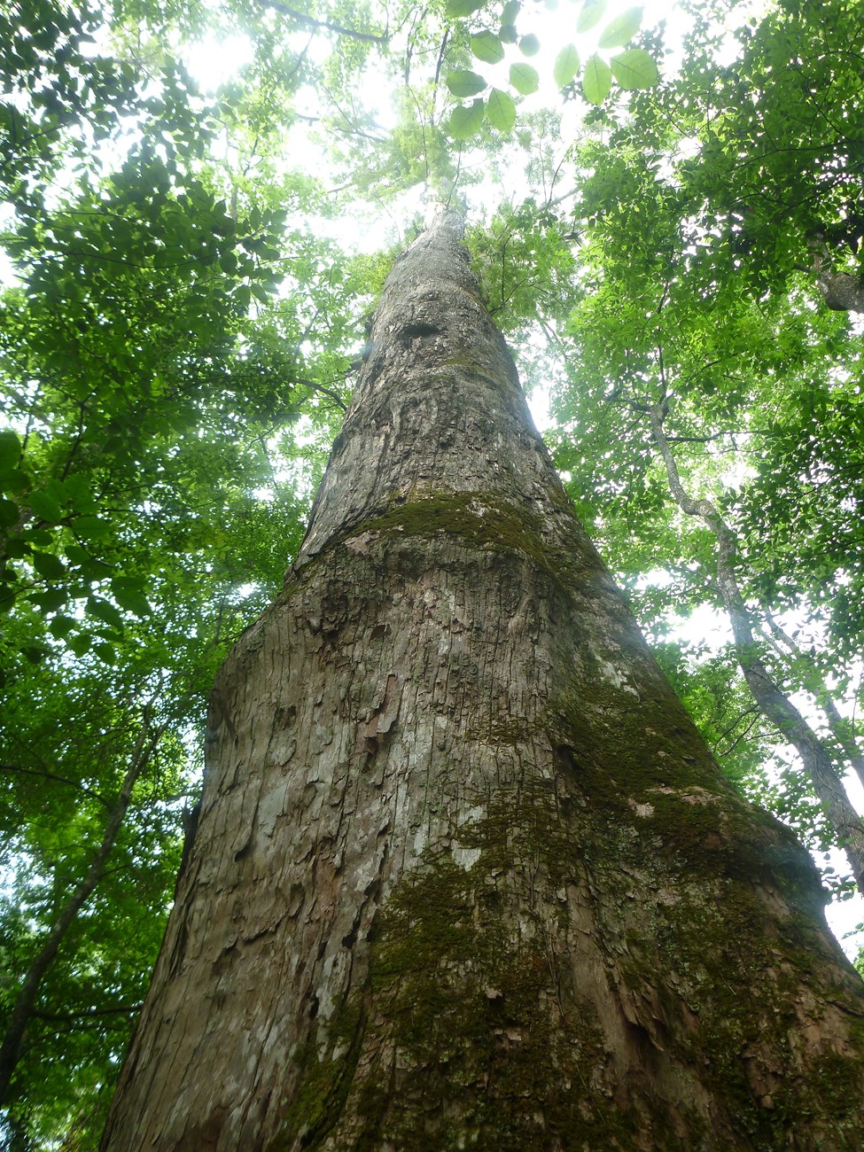 Photographer looks up the trunk of a very tall tree.