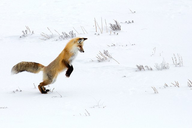 A red fox in Yellowstone National Park rears up to pounce in a snow-covered field.