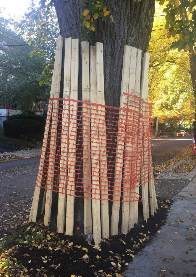 Tree Box Protection Ideas Preservation Matters: Landscape Maintenance - Protecting Historic Trees ...