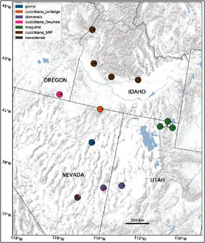 Map of where primrose variations are found