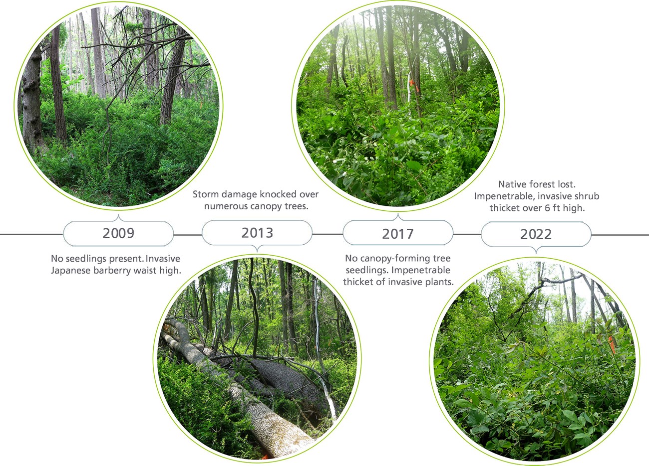 a series of four images showing a forest plot in 2009, 2013, 2017, and 2022. Images show the progression of invasive plants