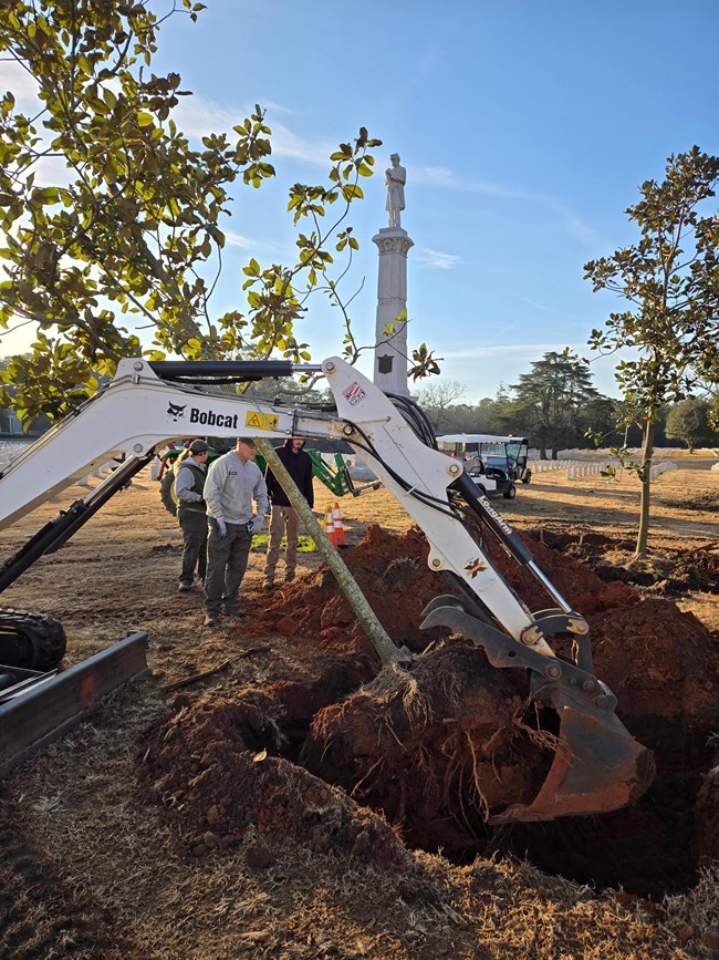 Propogating and transplanting young Magnolia Tree cloness preserving and repurposing history