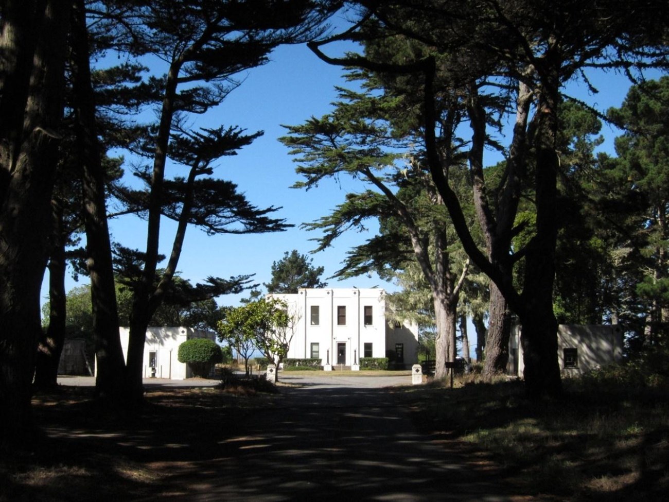 RCA Building framed by an allée of Monterey cypress tree, c. 2010.