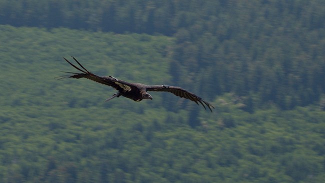 A California condor (a black bird with white underarm patches) soars through the sky above lush, green forests.