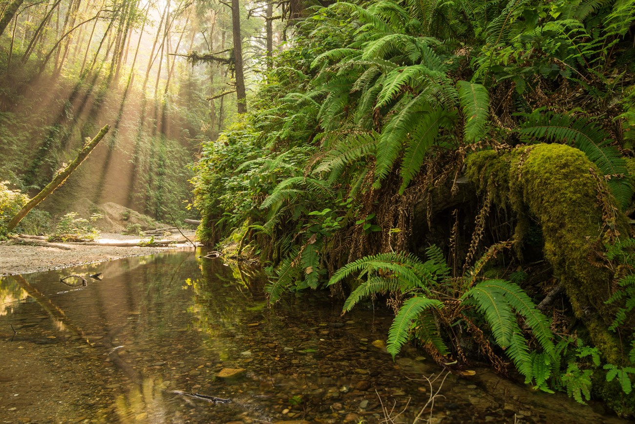 Sunlight filters down onto a fern-bordered stream in dense forest.