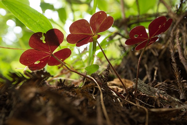 Low growing lobe-leafed forb with reddish color.