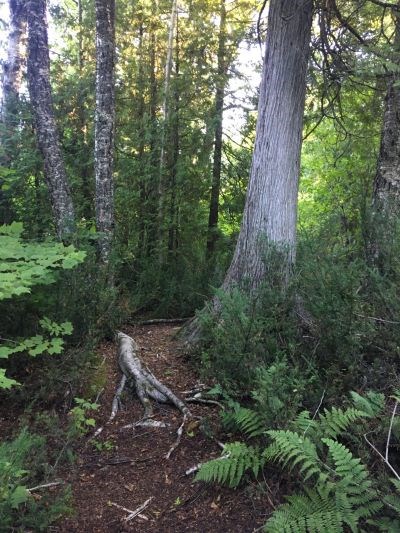 A large cedar tree in the center of a forested trail.