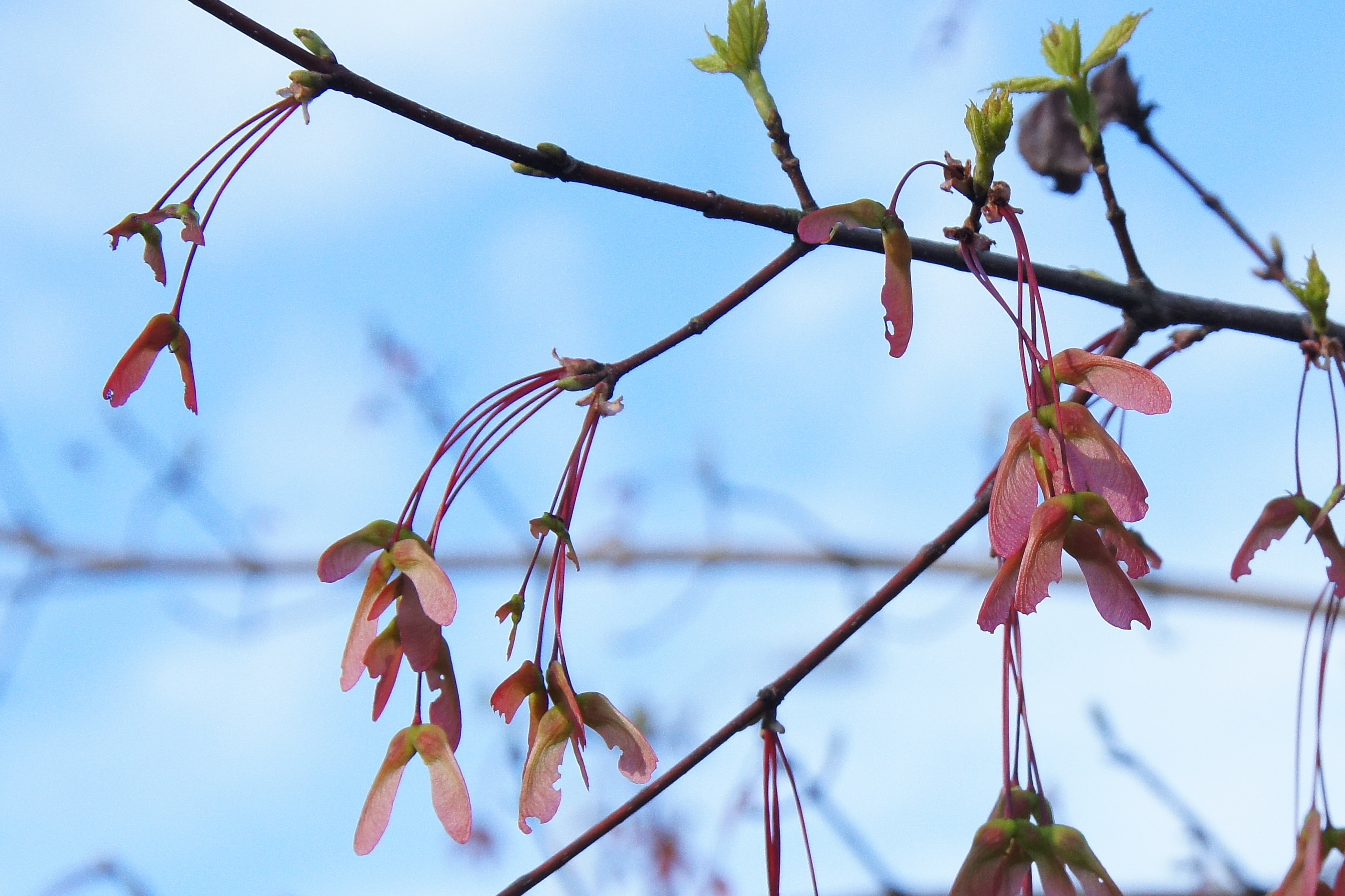 red teardrop fruit hanging from branches