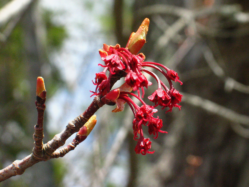 small draped red flowers