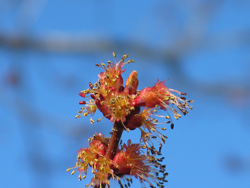 red-orange flowers bunches with red stamen around a branch