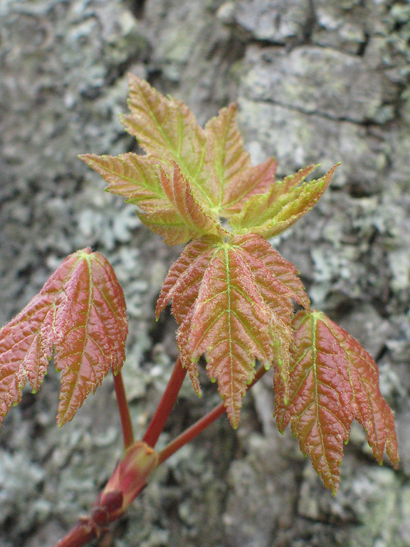 greenish-red tri-pointed leaves