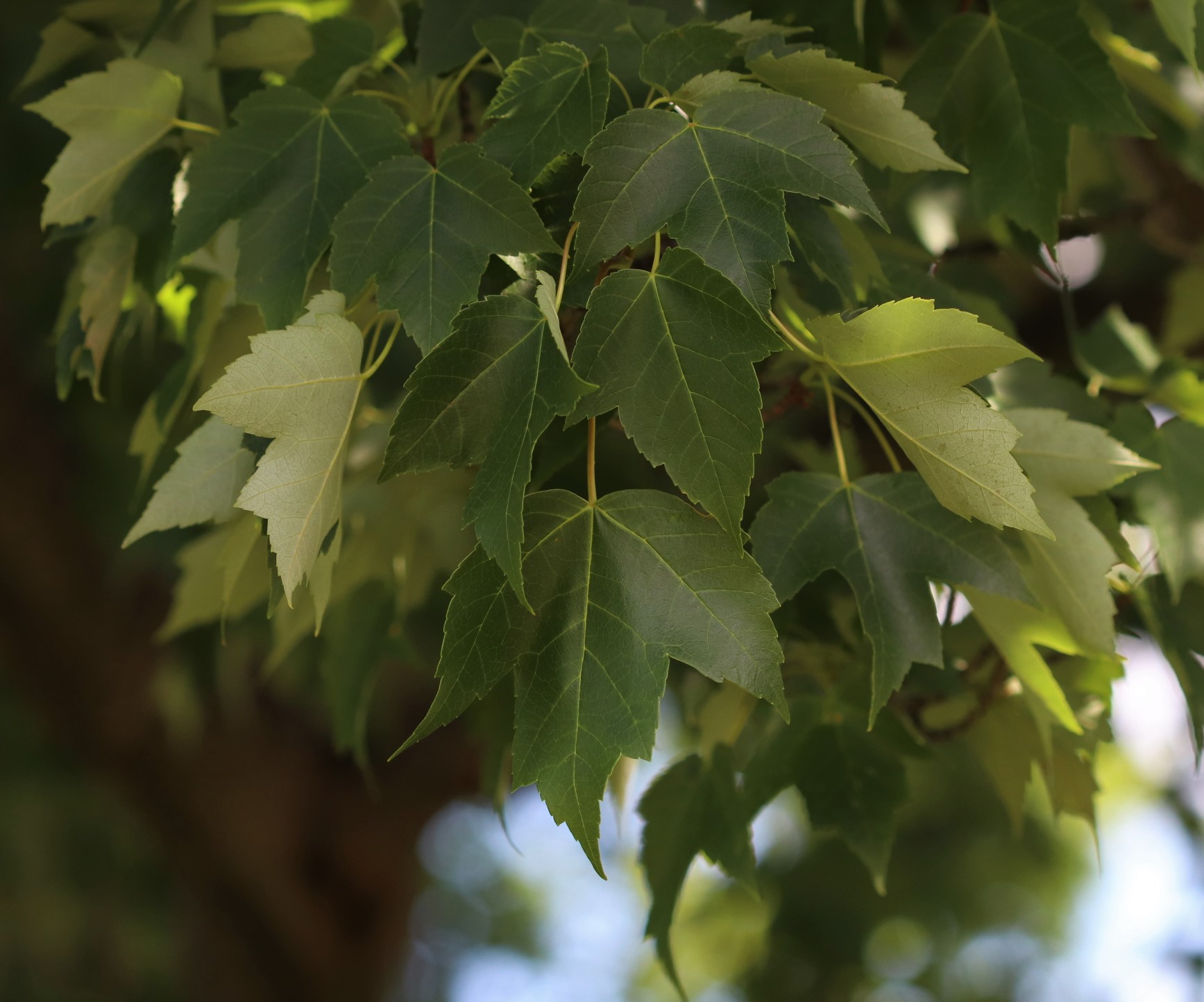 a bunch of leaves that are composed of three v-shaped lobes