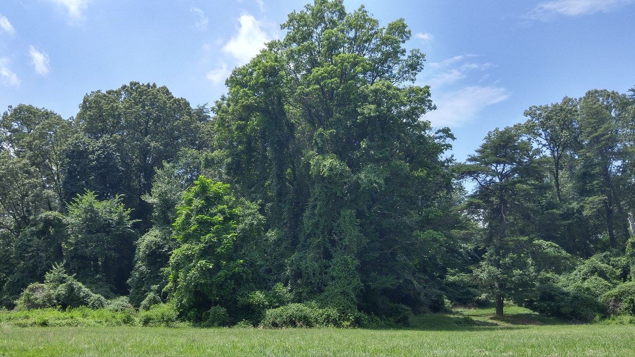 Vines climbing trees at the forest edge in Rock Creek Park.