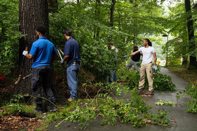Several young men clear brush and pile it on a paved trail.