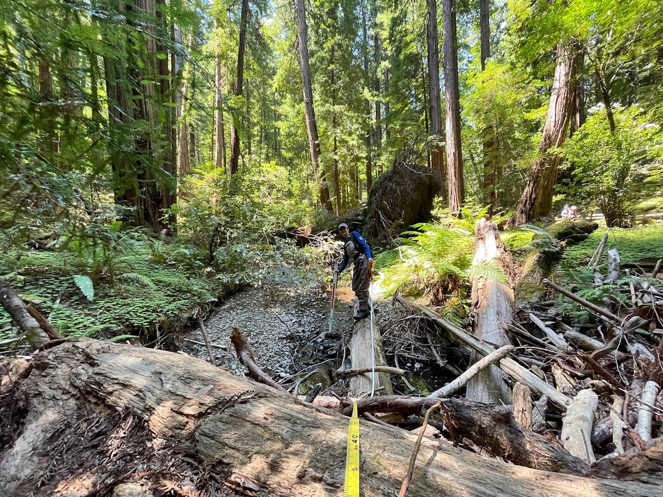 Person standing on a log beside a redwood-lined creek holding two different kinds of measuring devices for recording length and depth of a pool.