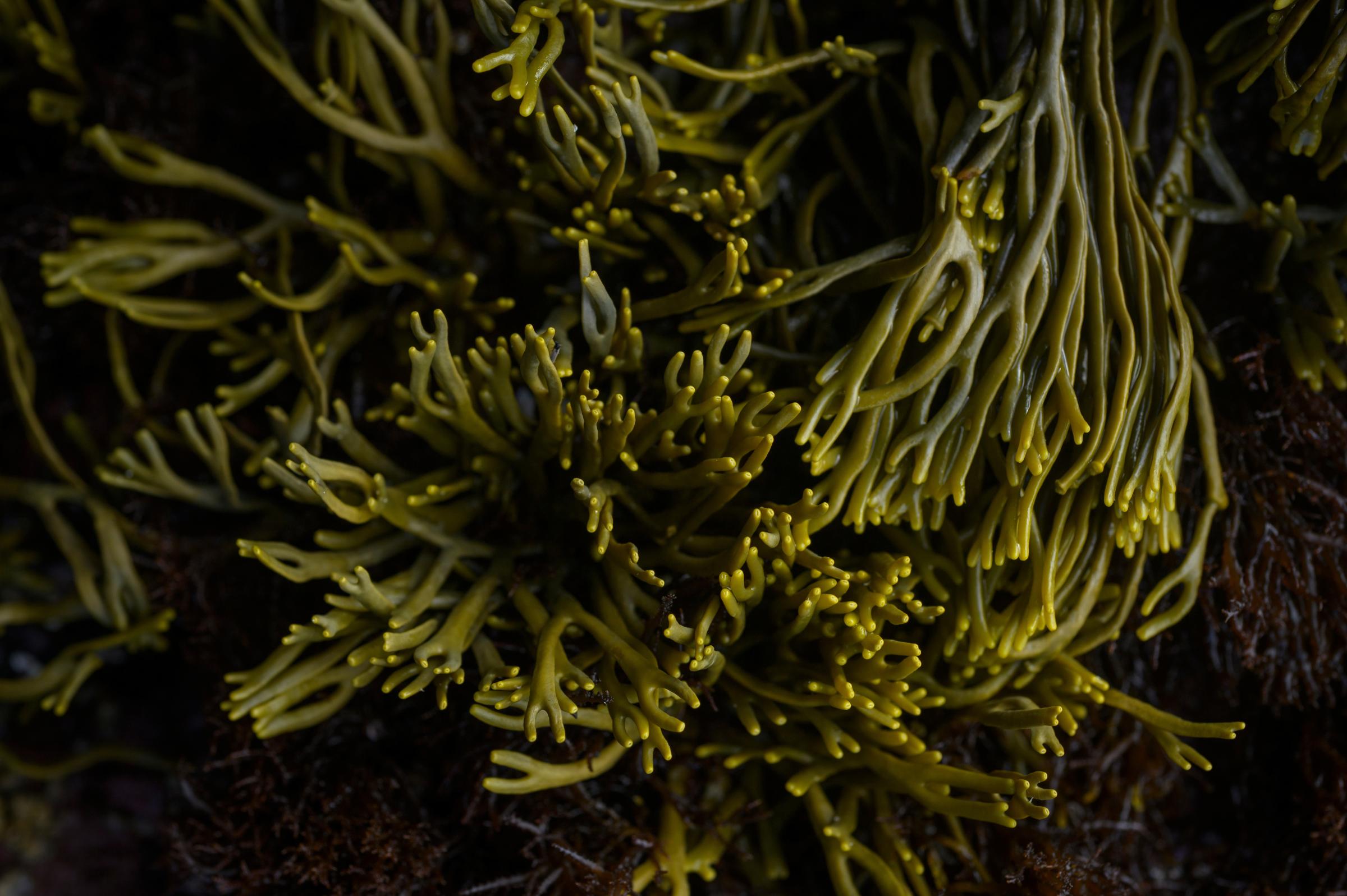 Dark green branched seaweed fills the frame.