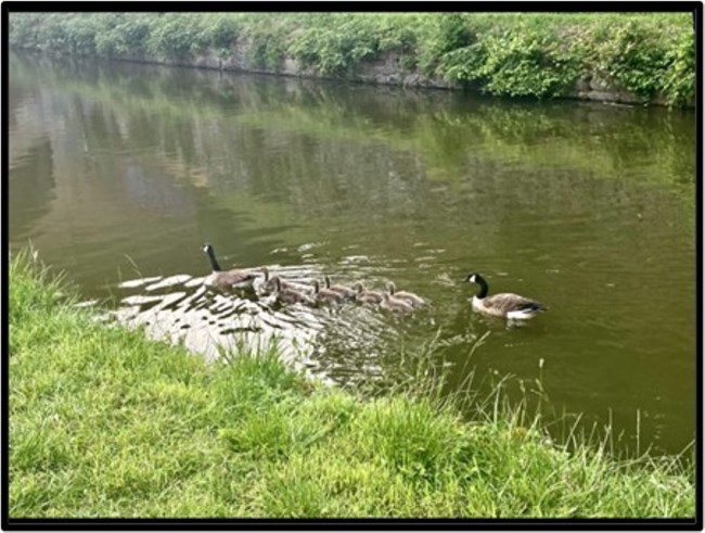 Flock of ducks streaming down body of water pictured at Georgetown Waterfront