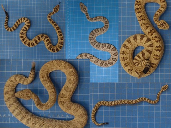 Five Great Basin Rattlesnakes showing the diversity of color and pattern