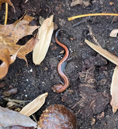 a salamander in the dirt
