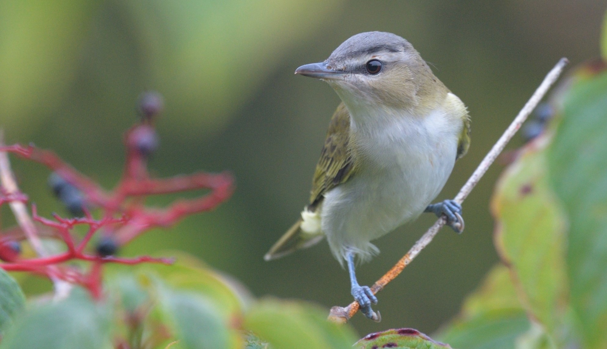 a tan bird with red eyes perches on a tree branck