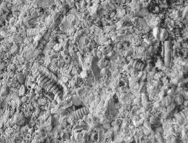 Photo of a slab of rock with many small fossils.