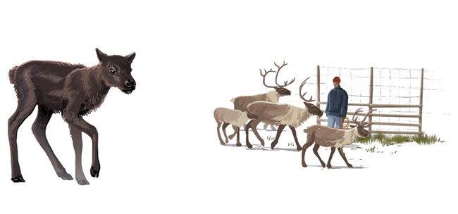 Reindeer Calf juxtaposed by a scene at a reindeer corral.