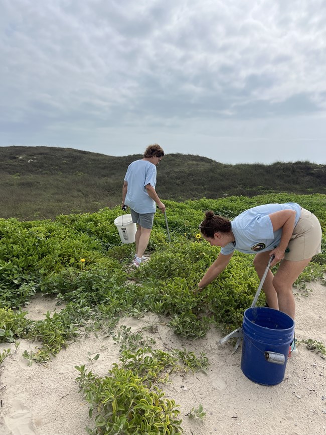 Two people pick up trash on a sand dune covered in green plants.