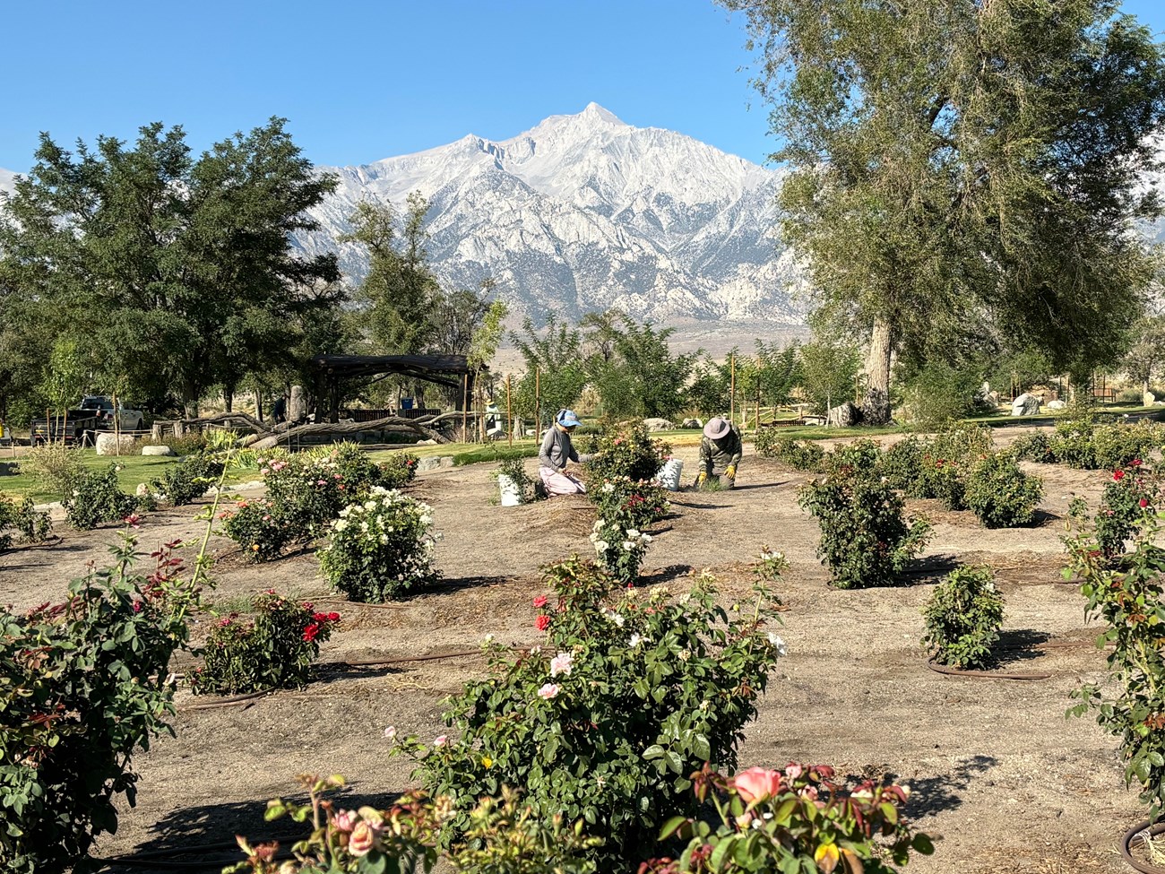 Two people tend to roses in a garden with a snow dusted mountain in the background.