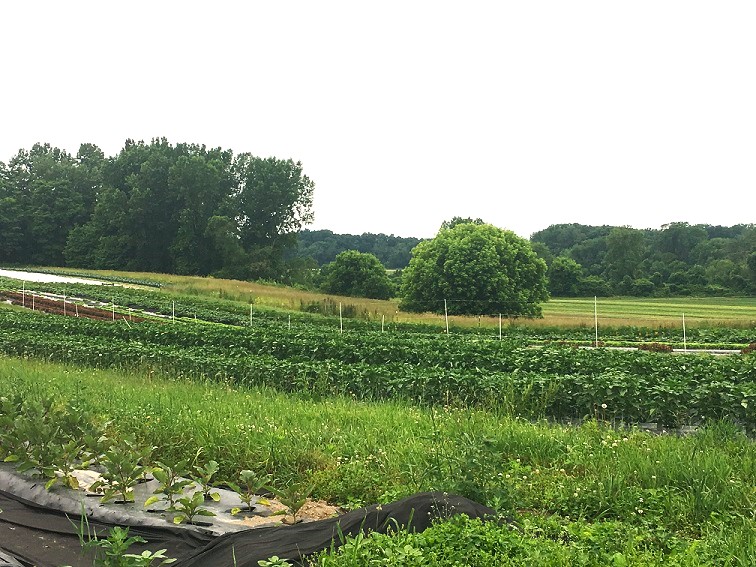 Portion of the Farm Complex at Martin Van Buren National Historic Site.