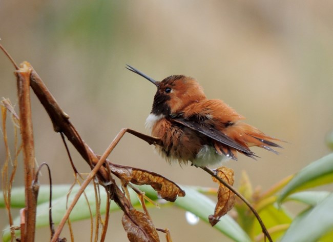 Long-beaked reddish bird on a branch